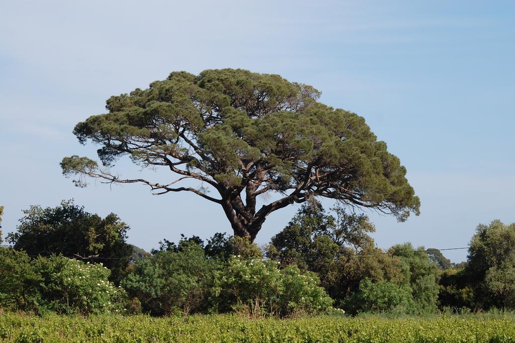 Chateau De La Clapiere Hyères Exteriér fotografie